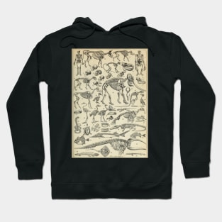 Skeletal Anatomy Hoodie